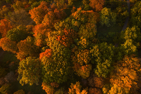Fall Allergens: How to Keep Your Home's Indoor Air Quality Fresh and Healthy